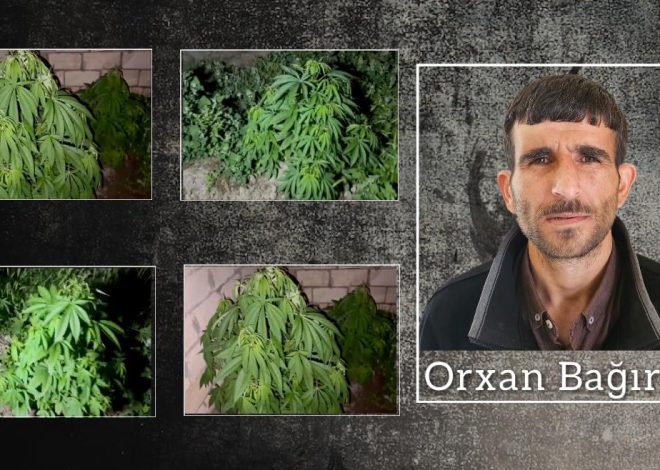 Salyanda çətənə kolları yetişdirən şəxs saxlanılıb