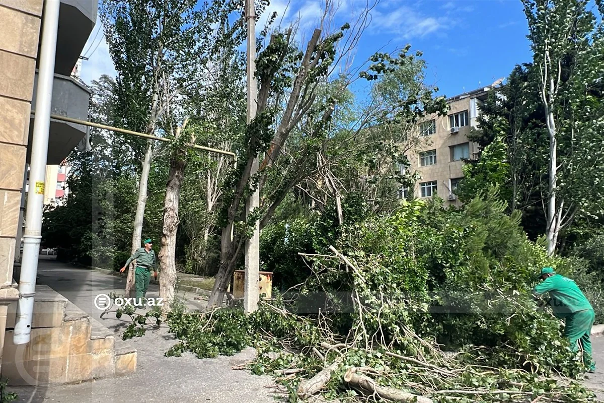 Bakıda güclü külək onlarla ağacı aşırıb 