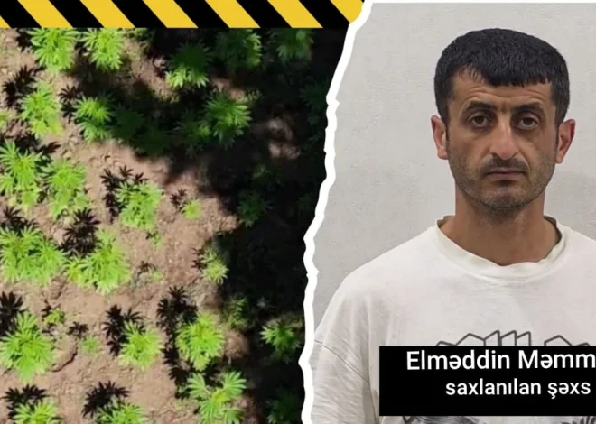 Milli Parkın ərazisində narkoplantasiya salan şəxs ələ keçdi