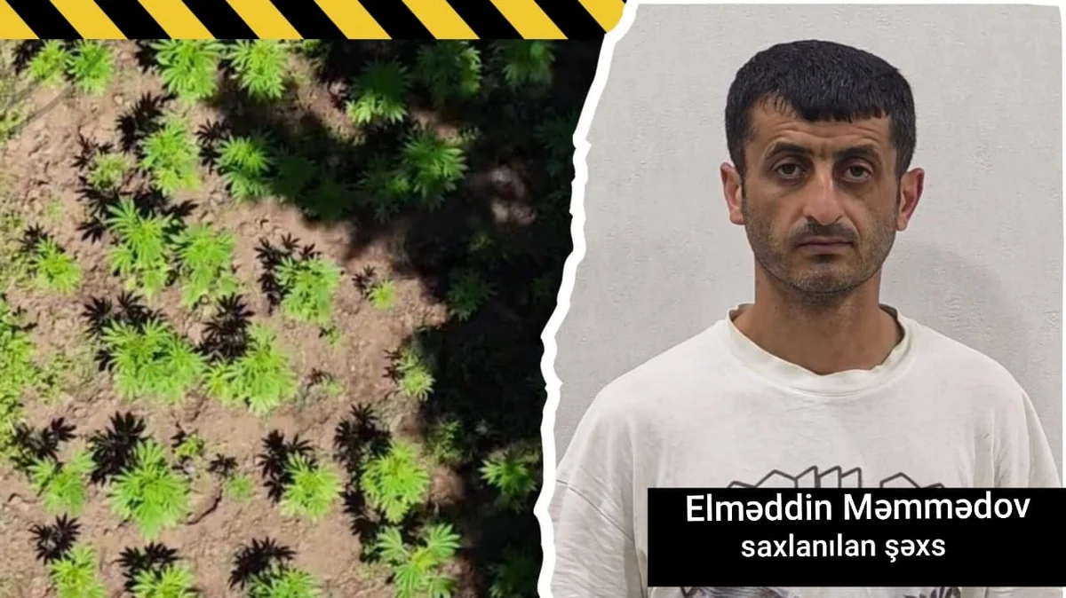 Milli Parkın ərazisində narkoplantasiya salan şəxs ələ keçdi