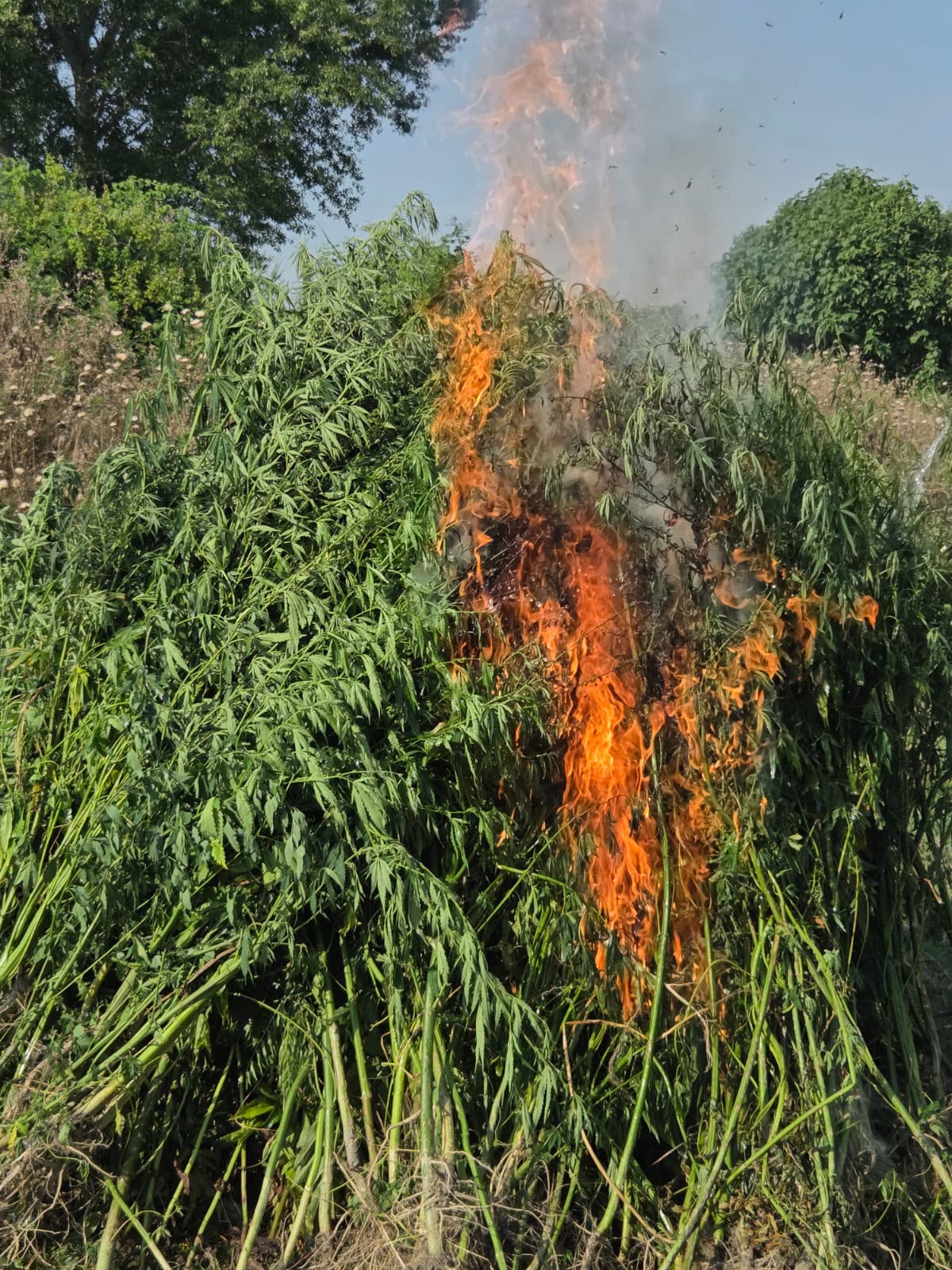 3.2 ton çətənə kolu məhv edilib
