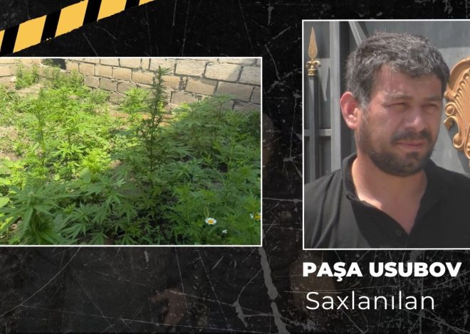 İsmayıllıda meşə ərazisində külli miqdarda narkotik vasitə aşkarlanıb