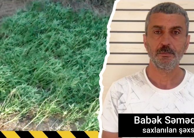 Masallıda çay kənarında çətənə kolları yetişdirən şəxs saxlanılıb