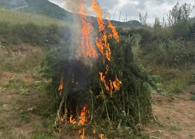 Şuşada bir ton çətənə kolu məhv edilib