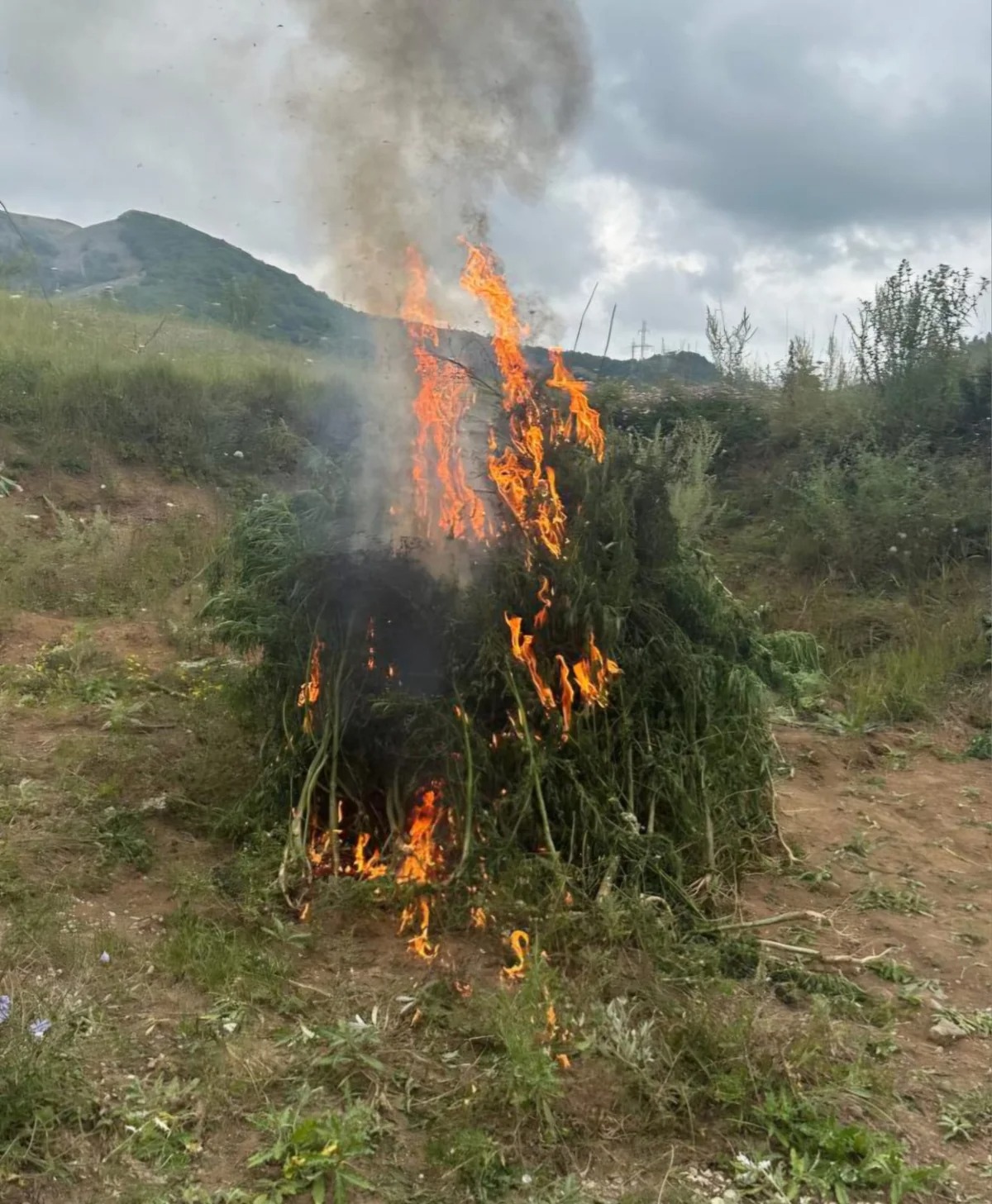 Şuşada bir ton çətənə kolu məhv edilib