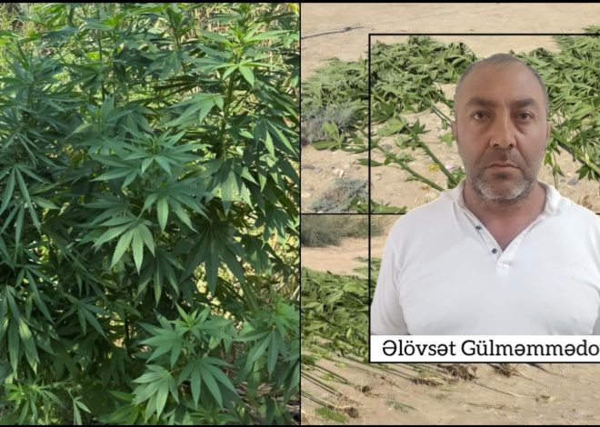 Ağcabədidə narkotik bitkilərin kultivasiyası ilə məşğul olan şəxs tutulub