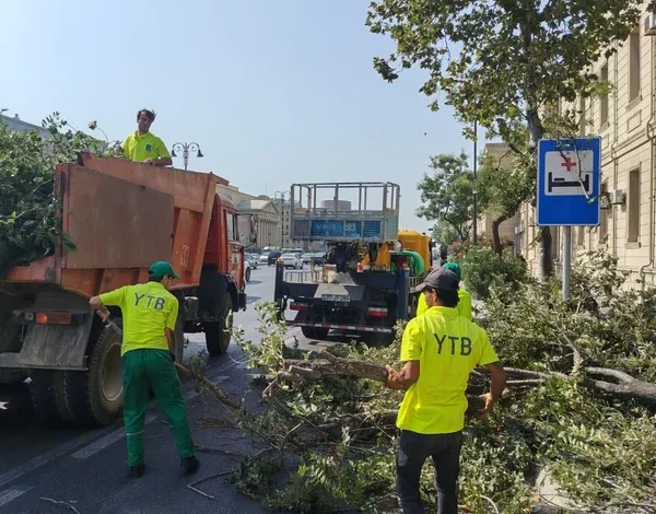 Bakıda güclü külək səbəbindən AĞACLAR AŞIB