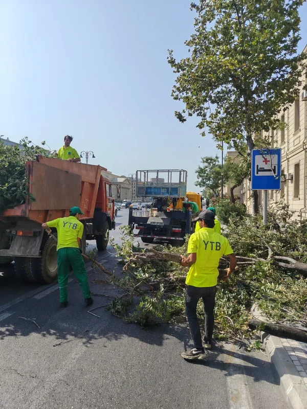Bakıda güclü külək səbəbindən AĞACLAR AŞIB