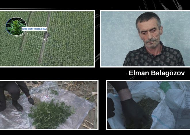 Balakəndə qarğıdalı sahəsində külli miqdarda narkotik vasitə aşkarlanıb