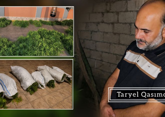 Sabirabadda narkotik tərkibli bitkilər yetişdirən şəxs həbs edilib