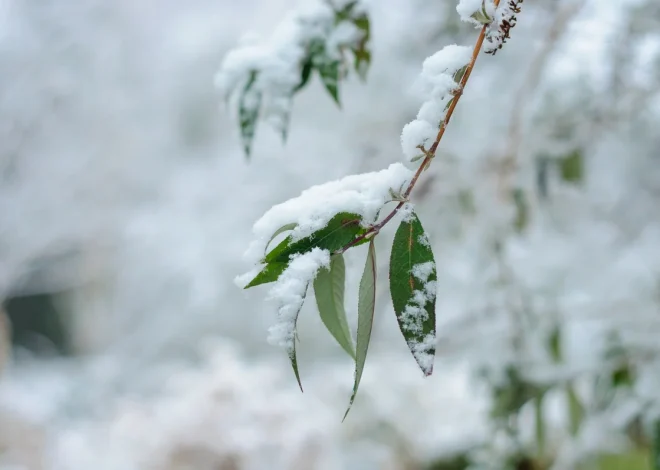 Bəzi ərazilərə qar yağmağa davam edir – Faktiki hava
