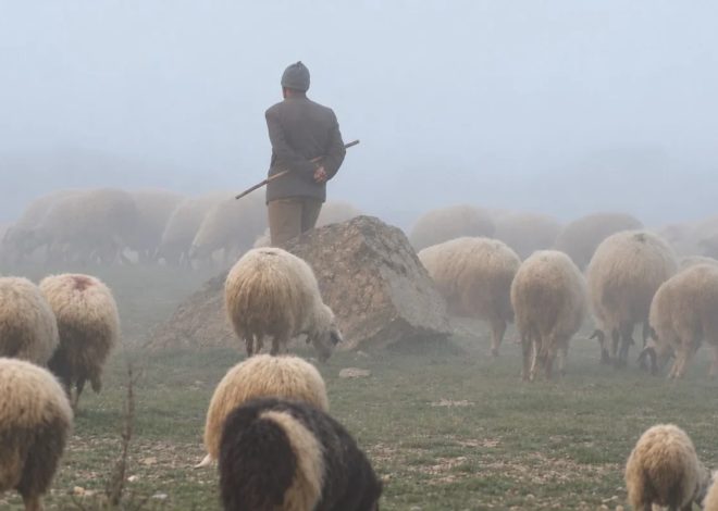 Ermənistan ərazisinə keçən çoban Azərbaycana qaytarılıb