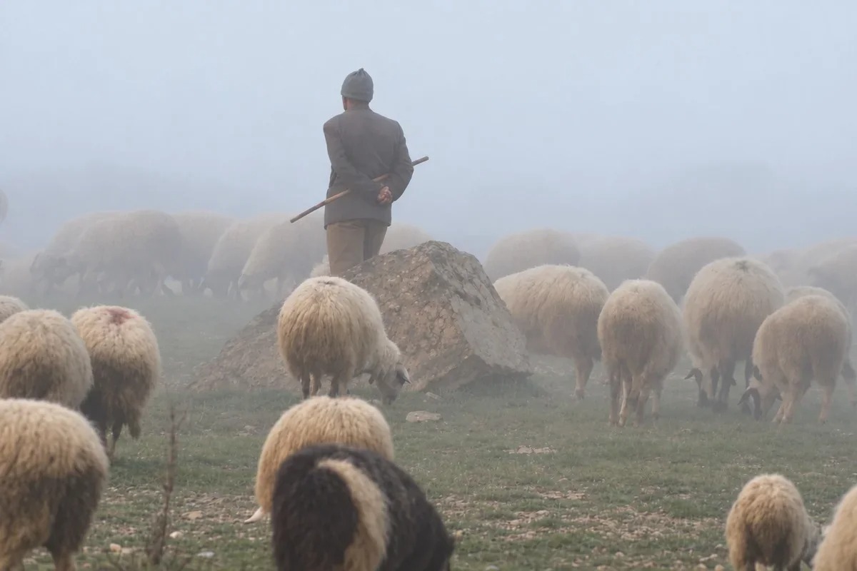 Ermənistan ərazisinə keçən çoban Azərbaycana qaytarılıb